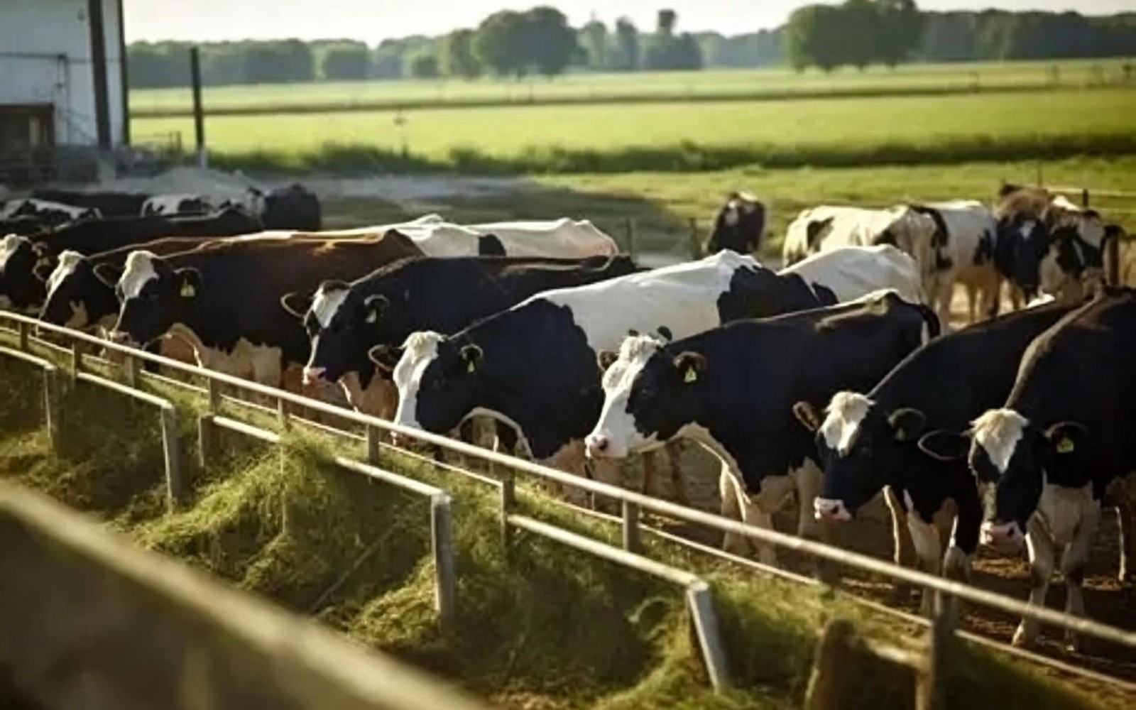 Cattle feed